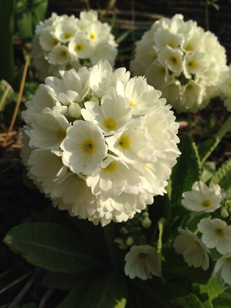 Примула мелкозубчатая белая (Primula denticulata white)