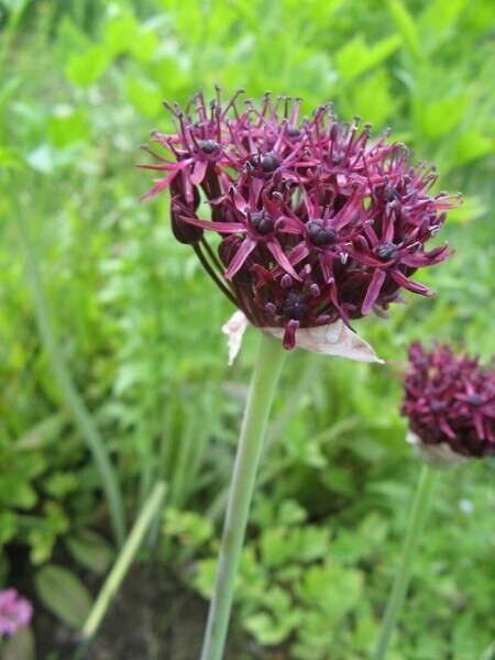Лук темно-пурпуровый Атропурпуреум  (Allium atropurpureum) – Семена