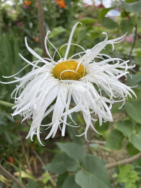 Ромашка махровая (Нивяник наибольший) Крейзи Дейзи (Leucanthemum superbum Crazy Daisy) – семена