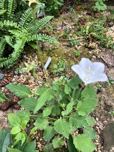 Колокольчик псевдорайнера (Campanula pseudo-raineri) – Семена